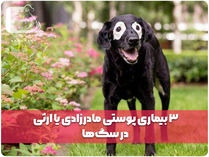 3 بیماری پوستی مادرزادی یا ارثی در سگ‌ها